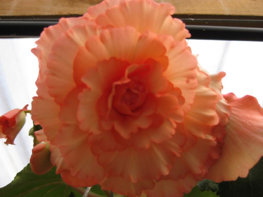 B. ‘Cupid’